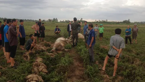 กำแพงเพชร ฝนตกหนัก ฟ้าผ่าวัวทั้งฝูงตาย 4