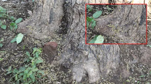 หนอนคืบ นับล้านตัว บุกวัดดัง อุตรดิตถ์