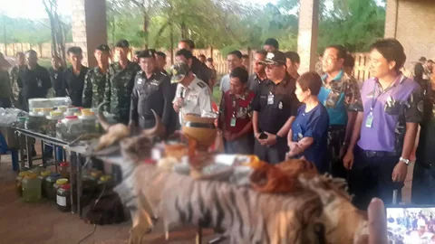 ลอบขนหนี ชิ้นส่วนเสือ โดนจับได้เพียบ! หนังเขี้ยวตะกรุด มีลูกเสือดองด้วย