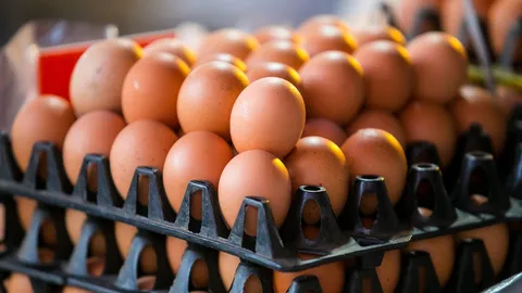 เกษตรกรโอด ร้อนจัด-ขาดน้ำ ไก่ไม่ออกไข่ หายวันละ 5-7 ล้านฟอง