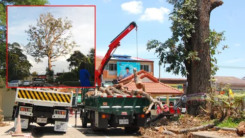 เป็นเรื่อง! ร.ร.ดังอุบลฯ ตัดต้นยางเพื่อความปลอดภัย ถูกหาไม่อนุรักษ์