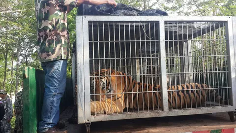 ย้ายเสือ 11 ตัวสุดท้ายพรุ่งนี้! จ่อแจ้งความ หลวงตาจันทร์ - คกก.มูลนิธิ