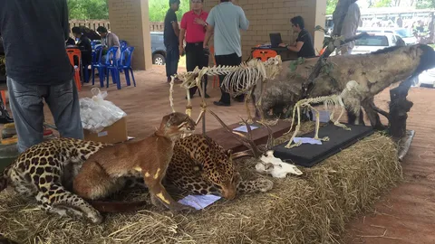 จบแล้ว ย้ายเสือวัดป่าฯ 137 ตัว! อึ้งส่งท้ายเจอโครงกระดูก-สัตว์สตัฟฟ์