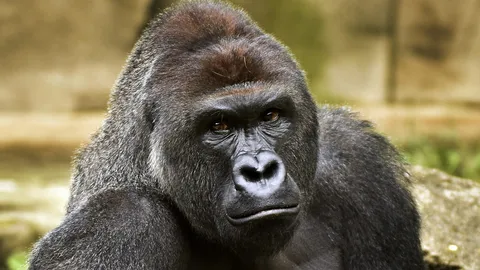 อัยการมะกัน 'ไม่' ฟ้องแม่เด็กตกกรงกอริลลาสวนสัตว์ซินซินเนติ