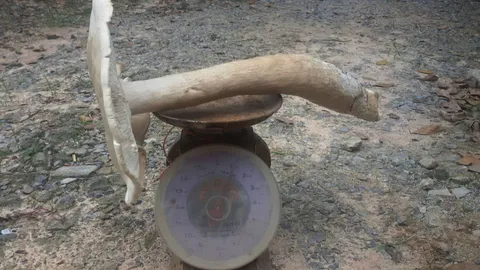 ฮือฮา เห็ดยักษ์! หนัก 1.1 กก. มี 5 ดอก ใหญ่จัด คนเจอไม่กล้ากิน