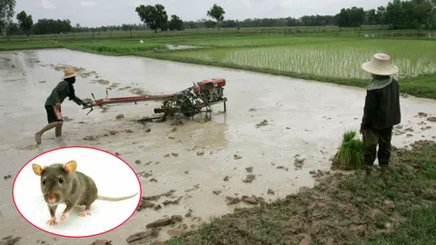 ฉี่หนูระบาด 4 จังหวัดอีสานตอนล่าง ป่วยแล้ว 63 ดับ 1 สุรินทร์ทุบสถิติ