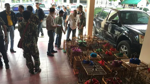 จับเจ้าของร้านเมืองคอน ลอบขายนกกรงหัวจุก ยึดของกลาง 41 ตัว
