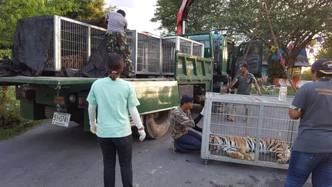 บุกตรวจซ้ำ 'หัวหิน ซู' เจออีกเสือโคร่ง-หมีควาย-ช้างสวมตั๋ว อายัด 12ตัว