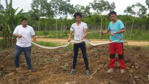 งูเหลือมกำลังฟักไข่ 18 ฟอง กู้ภัยกระบี่จับปล่อย ตัวพ่อเลื้อยหาย