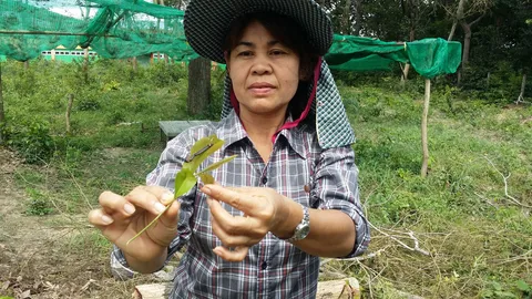 สั่งปิดชั่วคราว ศูนย์เด็กเล็กที่อำนาจเจริญ หนอนบุกนับแสนตัว