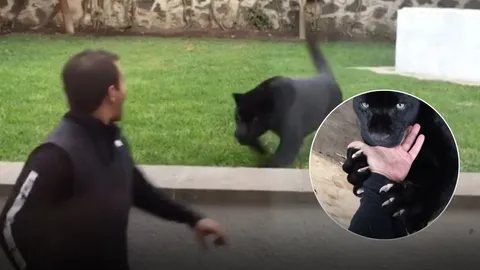 ต้องดูให้จบ! คลิปสุดทึ่ง เสือดำนักล่าย่องตะครุบหนุ่มเม็กซิโก แค่อยากอ้อน