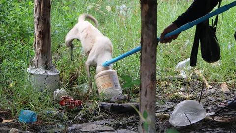 ช่วยชีวิต หมาหัวติดกระป๋อง! มุดเข้าไปจะกินขนม หิวโซมากว่า 4 วัน 