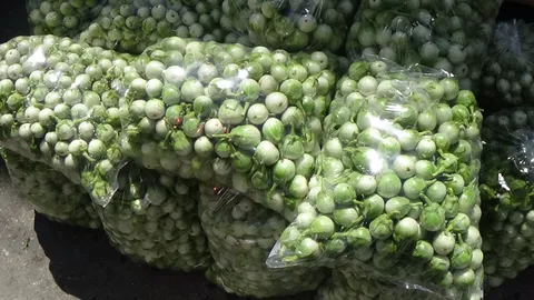 เข้าหน้าฝน! มะเขือเปราะล้นตลาด แม่ค้าโอดราคาตกเหลือกิโลละ 2 บาท