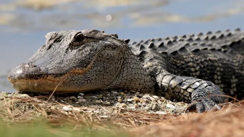 เจอชิ้นส่วนคนในท้องจระเข้! สหรัฐฯปลิดชีพอัลลิเกเตอร์ งาบร่างชายคาปาก