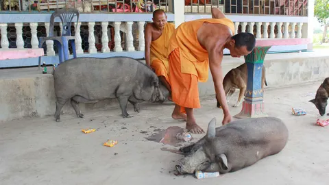 น่ารัก! พบ 2 หมูป่าสุดเชื่อง ตามพระบิณฑบาตทุกเช้าที่ จ.พิษณุโลก  