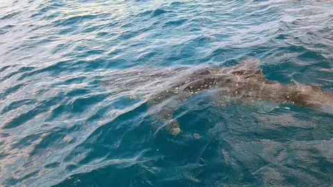 ฉลามวาฬโผล่! ว่ายข้างเรือประมง ทะเลภูเก็ต (ชมคลิป)