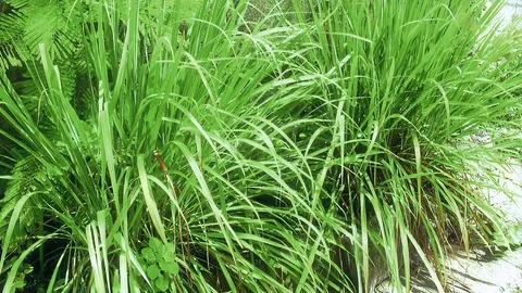 “ตะไคร้–เตยหอม” แก้โรคเกาต์