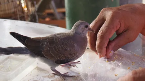 น่ารัก! หลวงตาที่อ่างทองเลี้ยง นกเขาสุดเชื่อง บินมาให้ป้อนอาหารทุกวัน