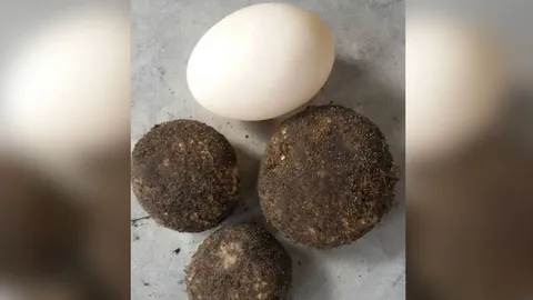 ลำปางปิดป่าห้ามคนต่างถิ่นหาเห็ดเผาะได้ผล-พะเยา เจอดอกใหญ่เท่าไข่เป็ด!