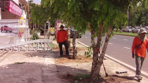 ได้แต่เสียดาย! คนอำนาจเจริญ มึนตึ้บ หมวดการทางตัดต้นคูนทิ้ง  