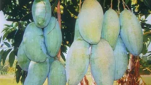 “มะม่วงเขียวสามรส” กับที่มาชื่อใหม่ดกอร่อย