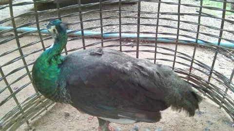 เชื่อสิริมงคล แก่จน 70 ไม่เคยเจอ นกยูงยักษ์ เอาเลขบ้าน 53 แทงหวย