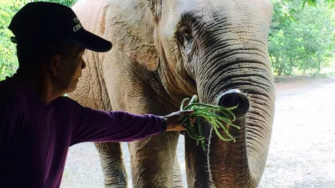 'น้อยหน่า' ช้างป่าสุดเชื่อง! ชอบเล่นกับคน เสนอหาควาญมาฝึก