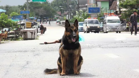 โซเชียลสลด! 'น้องกาแฟ' 4 ขารับใช้ชาติค้นหาทุ่นระเบิด จากไปอย่างสงบ