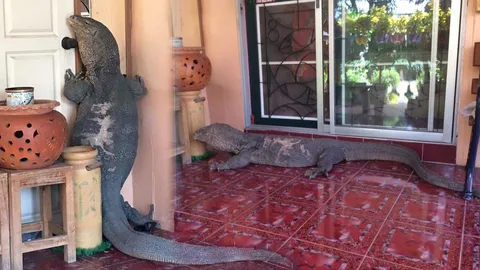 แห่ถามบ้านเลขที่! น้องเห้ตัวบะเอ้ก บุกเข้าบ้าน สังเกตเหล็กดัดให้ดีมีเลข