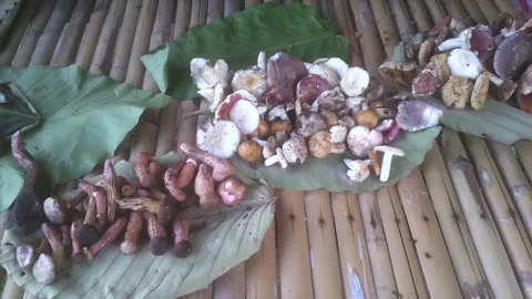 ฝนตกชุก เห็ดป่าขึ้นเพียบ ชาวบ้านอุบลฯ เก็บขายโกยวันละเกือบ 2 พัน