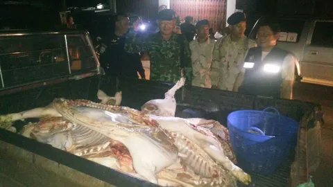 ทหารบุกจับโรงฆ่า-ชำแหละหมูเถื่อน กลางเมืองอุบลฯ