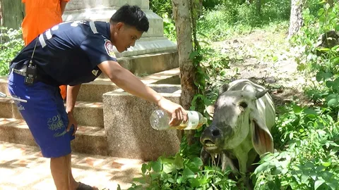 ตามหาเจ้าของ! วัวตัวผู้ของใคร? กลิ้งตกเขาขาหัก หลังวัดเขาพระในแก่งคอย