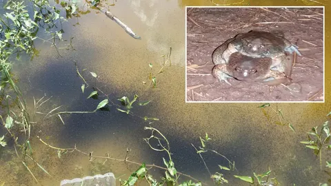 แปลก กบ-อึ่งอ่างนับแสน! พึ่งเขตอภัยทานวัดผสมพันธ์ุ ร้องแข่งพระสวดมนต์