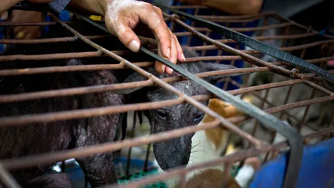 ไม่สนเสียงต้าน! จีนเริ่มเทศกาลกินเนื้อสุนัขเมืองยู่หลิน