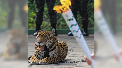 โวยบราซิล เสือจากัวร์ เกี่ยวอะไรกับโอลิมปิก! จับมาถ่ายรูป จนโดนยิงตาย