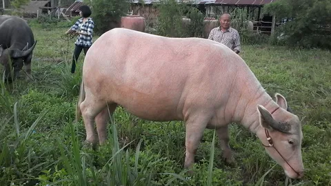 ควายเหล็กหลบไป ควายไทยตัวละล้าน! ตามไปดู ‘ครูผู้หลงรักควาย’