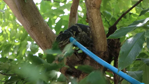 อย่างนี้มันต้องสอย! กู้ภัยไล่จับ ‘ตัวกินไก่’ ปีนนอนบนต้นไม้ รอเขมือบ