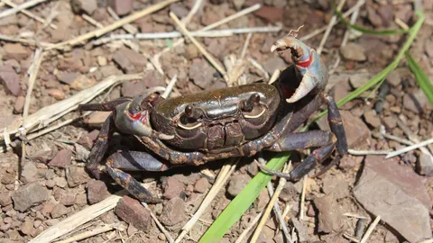 ปูสองแควมาแล้วจ้า! เตรียมต้อนรับนักท่องเที่ยวมาเยือนเมืองพิษณุโลก