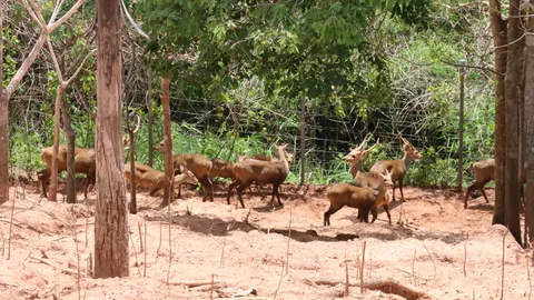 จนท.สปป.ตรวจสอบกวางสวนป่าห้วยศอก