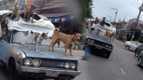 กินลมชมวิว! เจ้าตูบ 4 ตัว เกาะหลังคารถกระบะสุดน่ารักที่สงขลา (ชมคลิป)