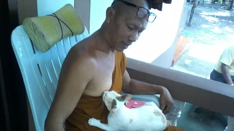 นึกว่าแม่!  'เจ้านุ่น' แมวน้อยชอบดูดนมเจ้าอาวาสวัดอุดรฯ