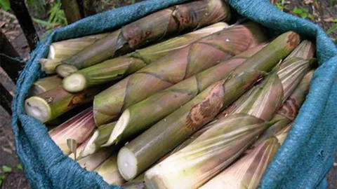 โรคหน่อไม้ปี๊บพิษ