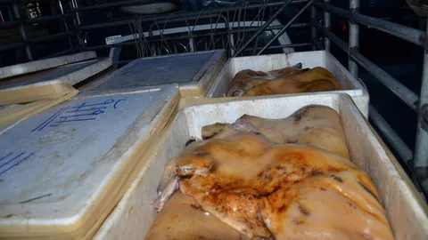 หมูป่าชำแหละ 5 ตัน! จนท.นครปฐม รวบ 8 ผู้ต้องหา บัสดัดแปลง กระบะ 3 คัน