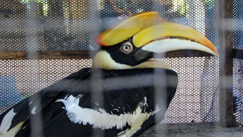 ป่าไม้จับนกเงือกได้ คาดเจ้าของกลัวความผิด เตรียมปล่อยสู่ธรรมชาติ