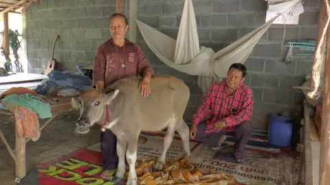 รักเหมือนลูก! ควายน้อยกำพร้า เจ้าของเจียวไข่ ทอดเฟรนช์ฟรายให้กิน (ชมคลิป)