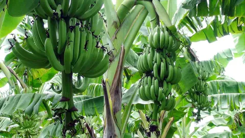 เกษตรกรนากุ้งสงขลา ถมดิน 10 ไร่ ปลูกกล้วยหอมทองปลอดสาร ส่งขายญี่ปุ่น