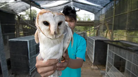 นกแสกเพิ่มผลผลิตปาล์ม