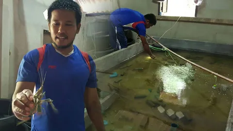 ราคายางตก! ชาวสวนสุราษฎร์ฯ หันเลี้ยงกุ้งล็อบสเตอร์น้ำจืด สร้างรายได้