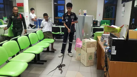 งูสิงหางลาย เลื้อยซุกแบงก์ ธ.ก.ส. บ้านโป่ง กู้ภัยจับปล่อย