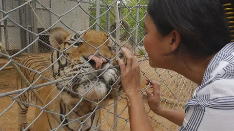 ต้องอยู่กรงทั้งชีวิต! ตรวจเสือที่ยึดจากวัดป่าหลวงตาบัว ปรับตัวได้ดี